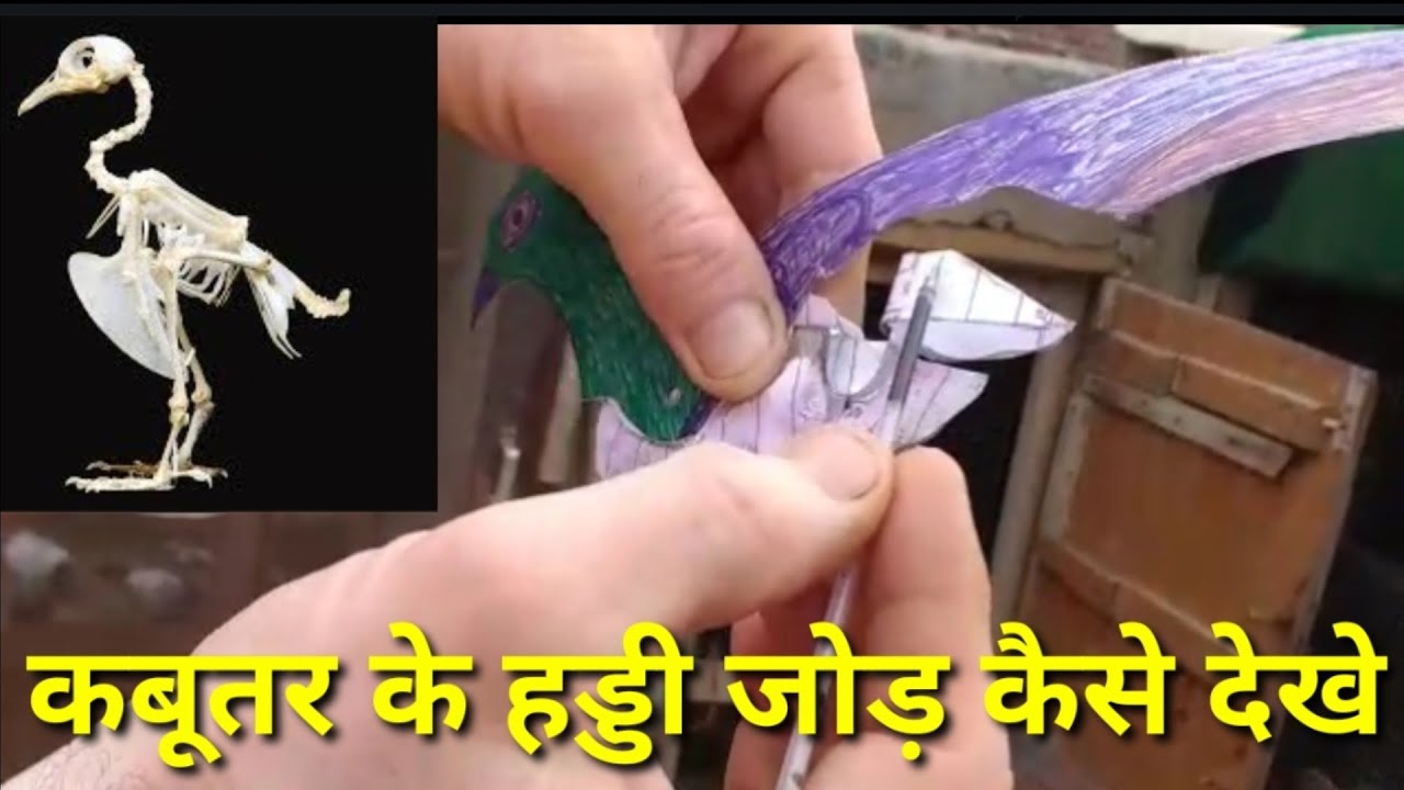 Kabutar ke haddi jod kese dekhe