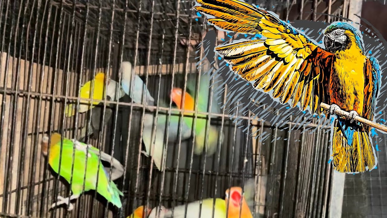 Parrot k cages complete part 2🦜    |DeraVibes903