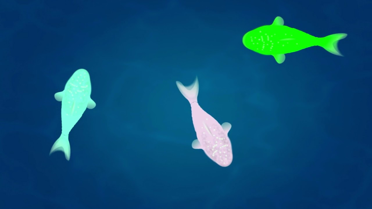Video Para Gatos con Peces y Pescados - Peces Para Jugar Para Gatos y Gatas - Tambi&eacute;n para Perros!