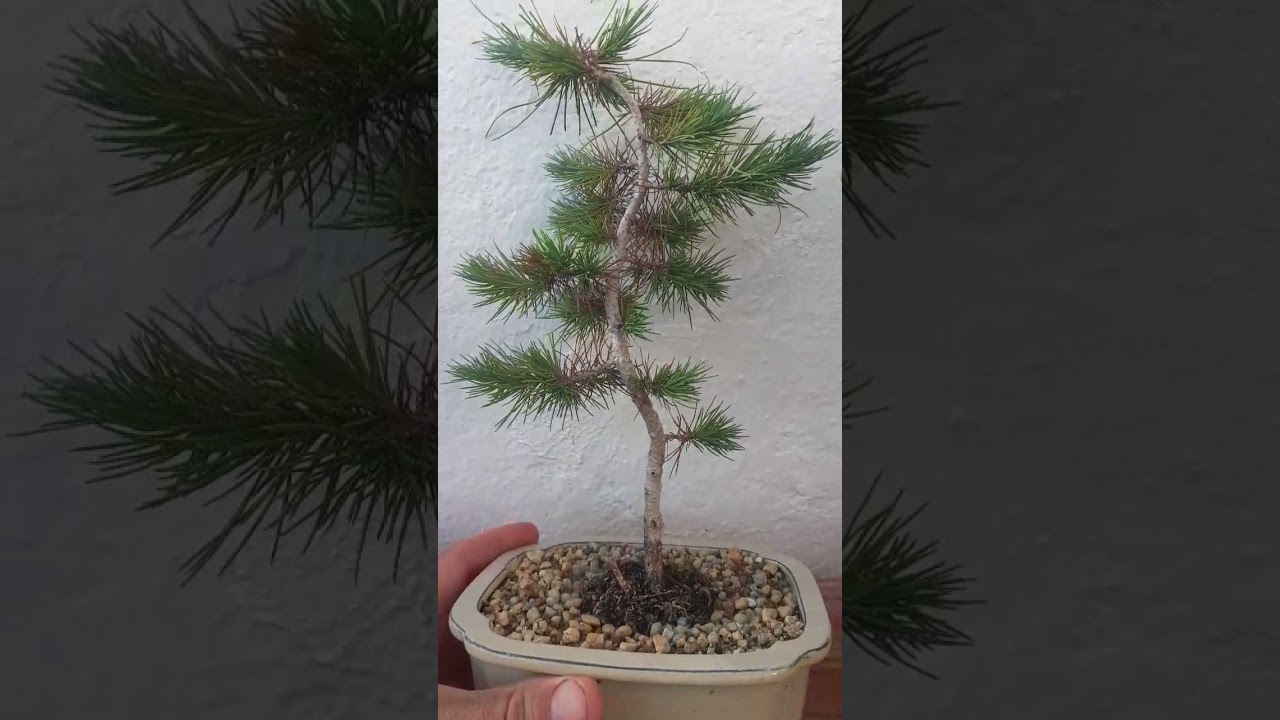 GROWING Pinus Halepensis BONSAI
