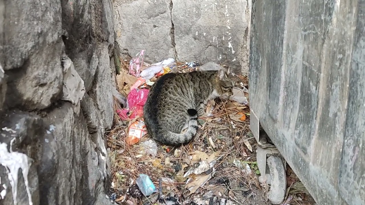 Stray Cat Survives on a Piece of Bone Found by a Trash Can