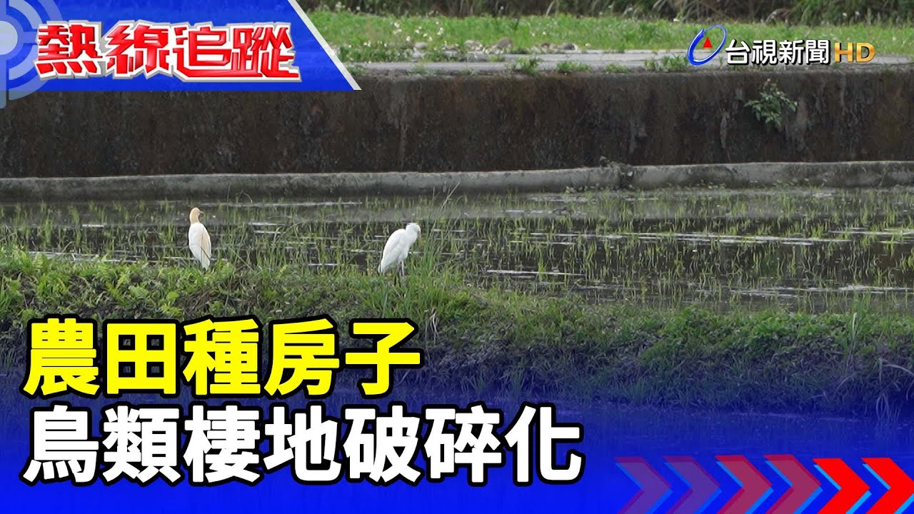 農田種房子 鳥類棲地破碎化【熱線追蹤】