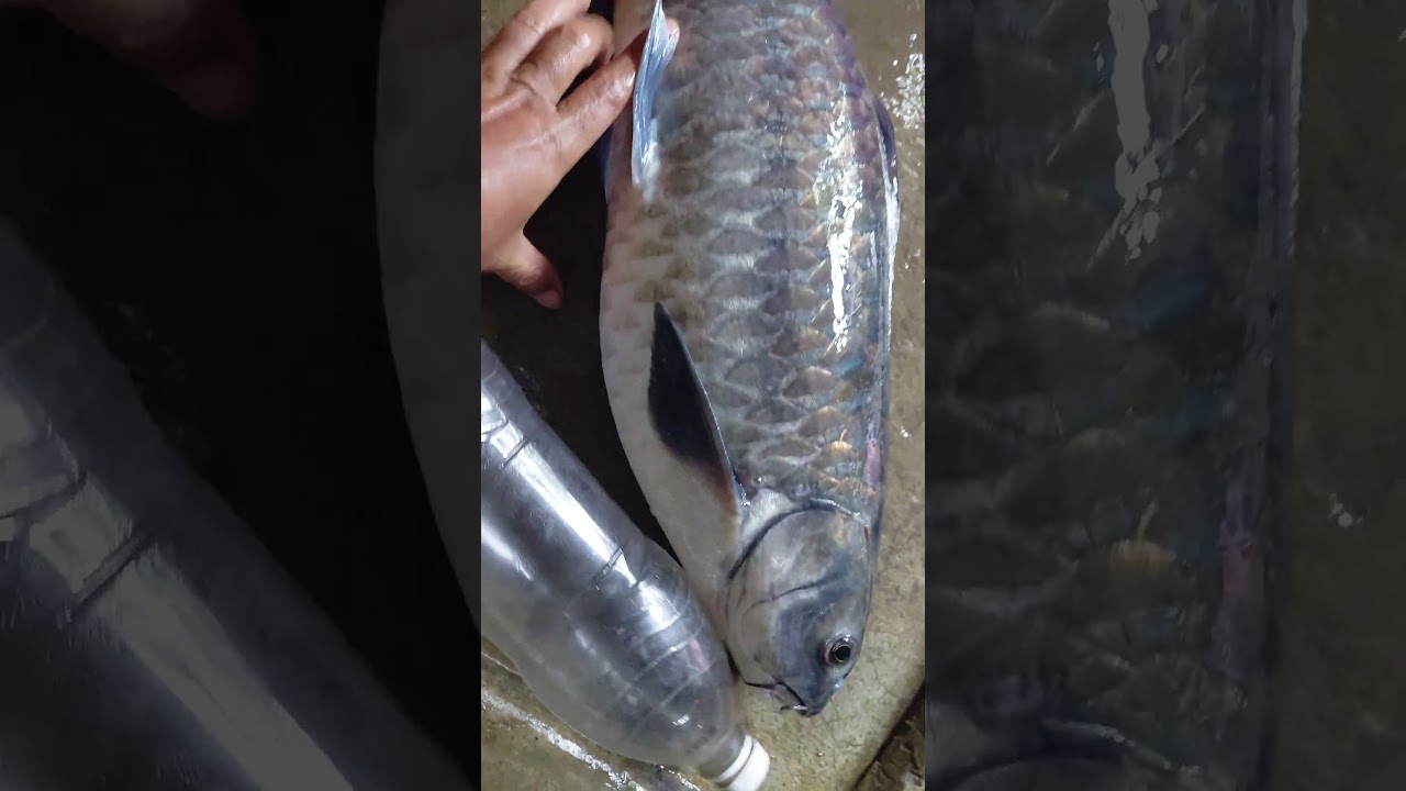 Blue Mahseer 