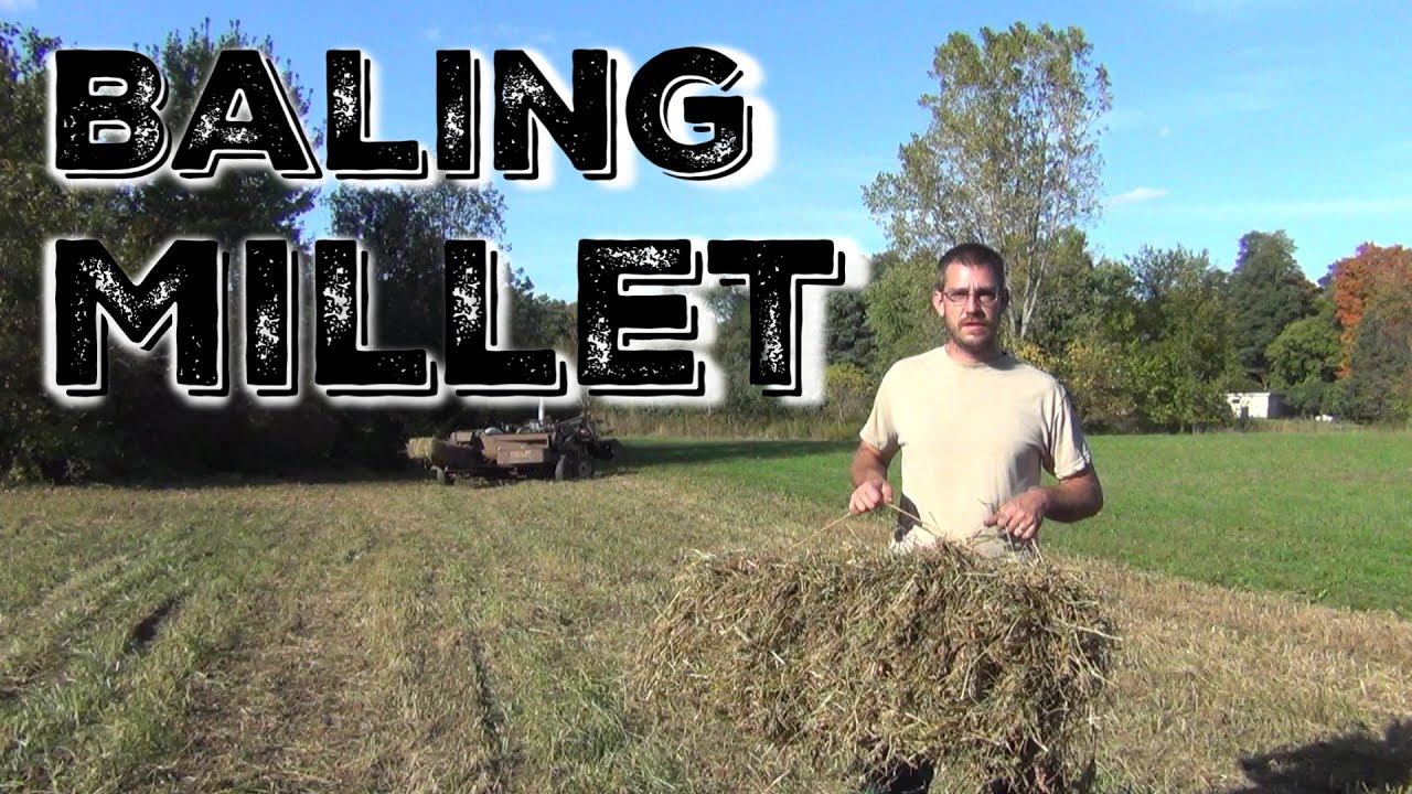 Baling Millet For Animal Feed