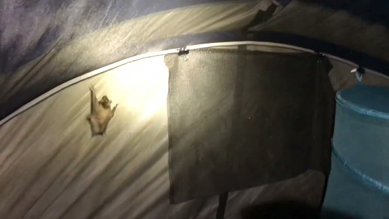 Big brown bat in flight tent