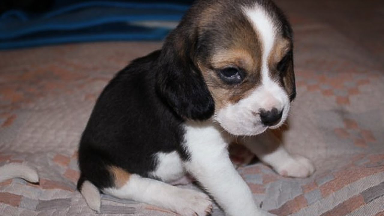 Rocco LittleBeagle - Cute video about little puppy's first days at home