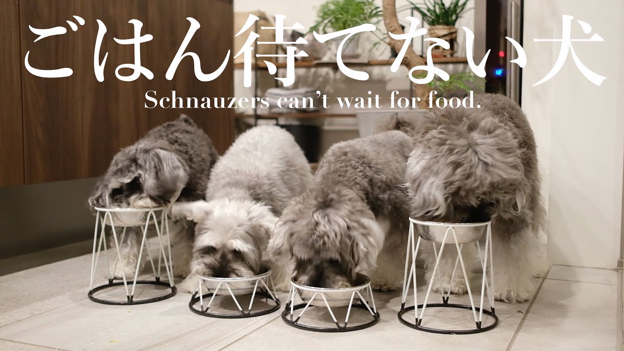 おいしいごはんを用意したら我慢できずフライングしちゃう犬が可愛い【シュナウザージジトト】