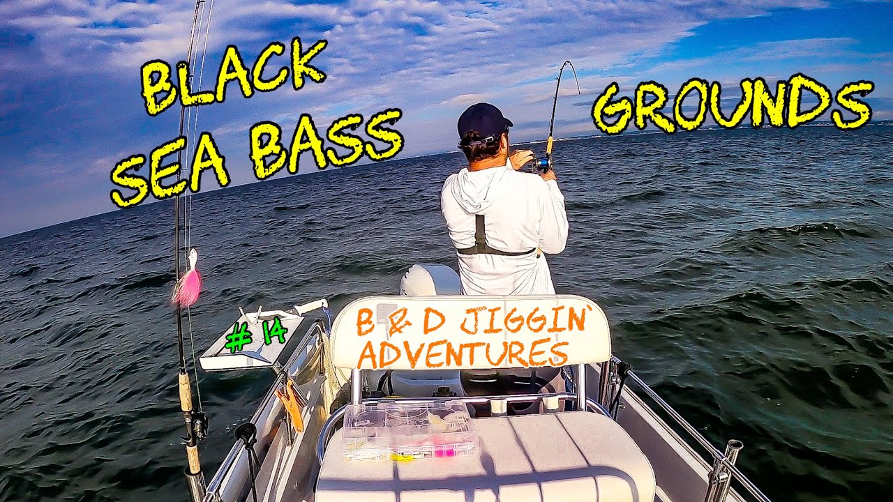 Black Sea Bass - bigger & bigger each catch!  Long Island Sound fishing