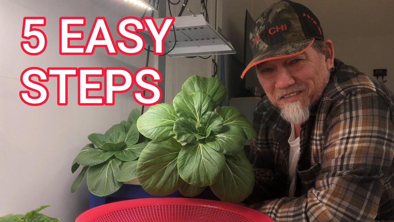 Grow BOK CHOY in 5 Easy Steps!