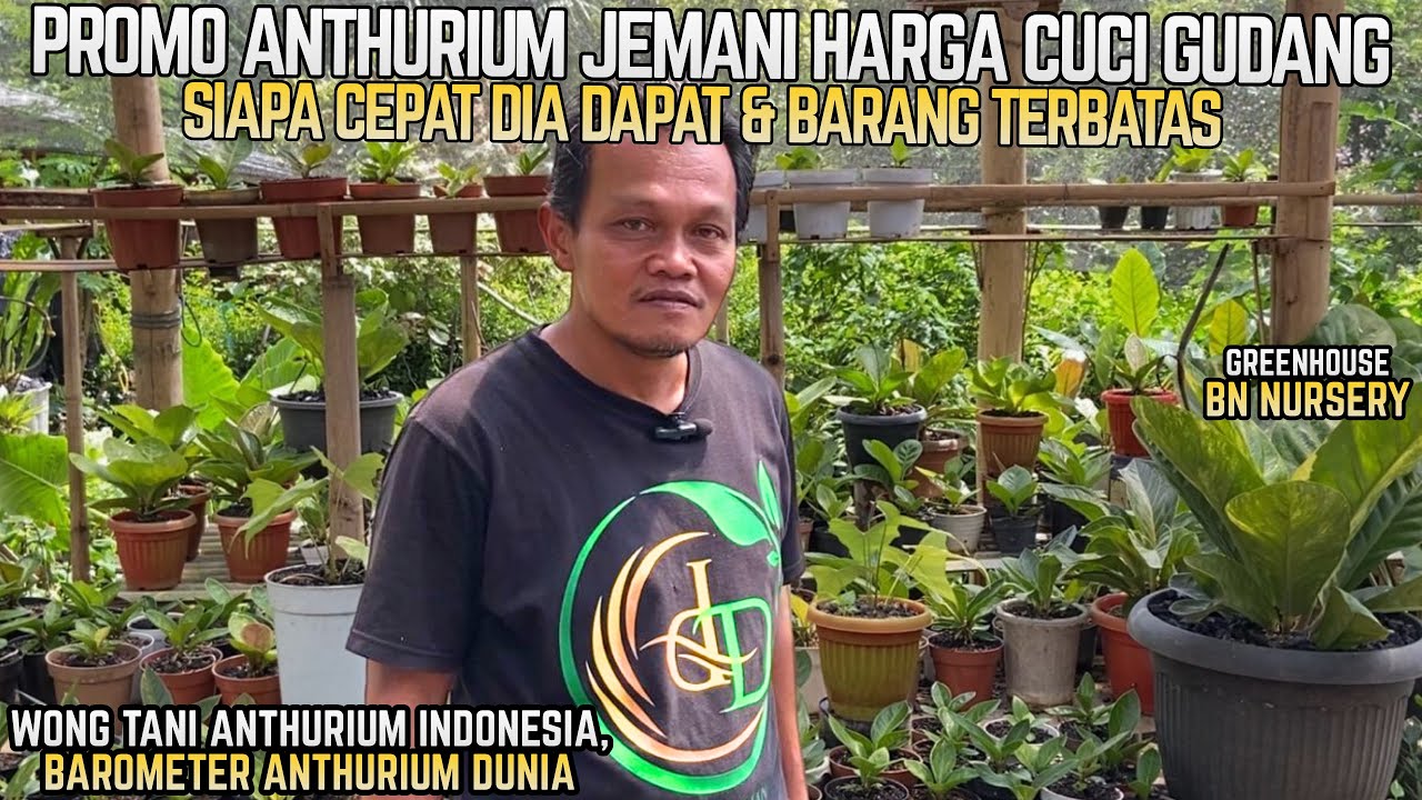 PROMO HARGA ANTHURIUM JEMANI‼️ EDISI SPESIAL CUCI GUDANG | BN NURSERY NGAMPIN AMBARAWA #part1