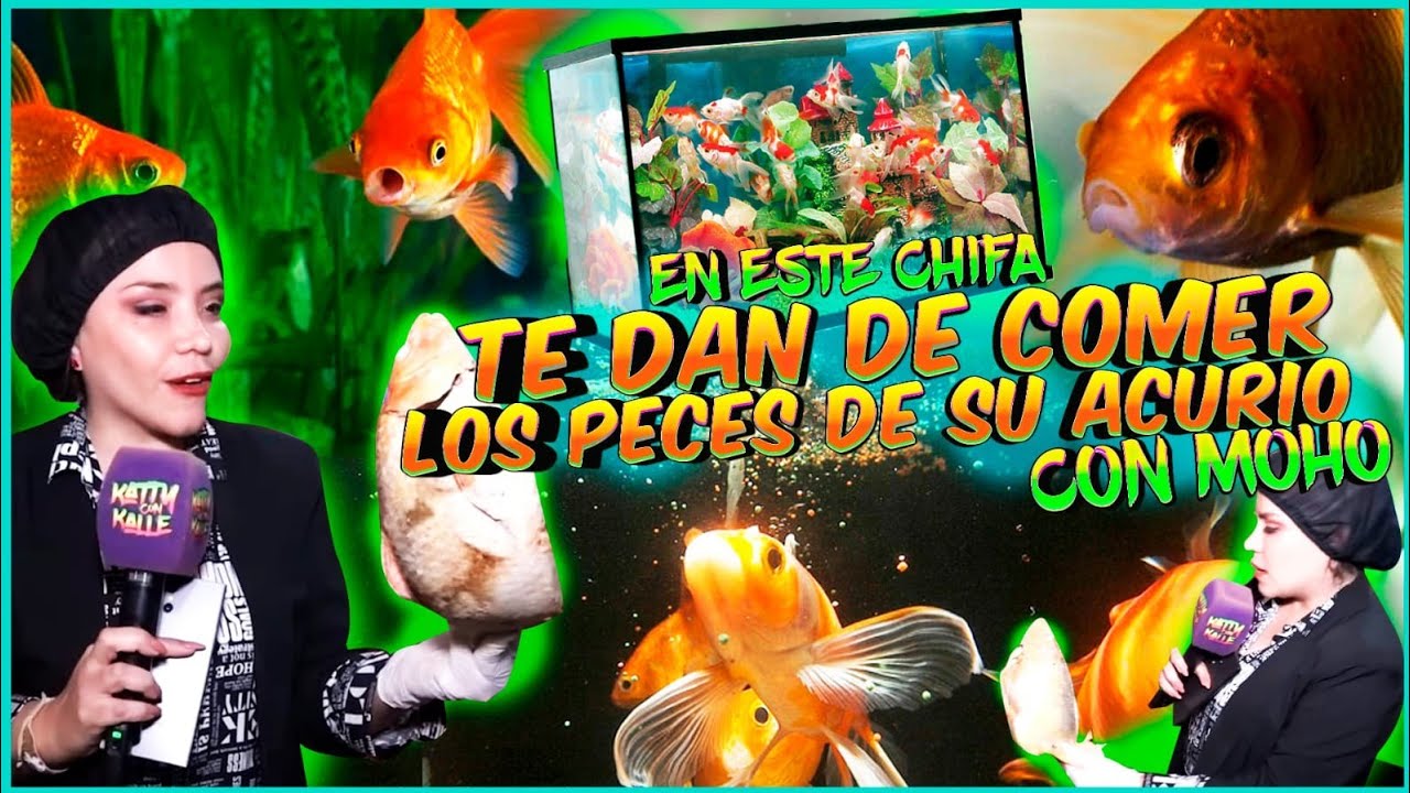EN ESTE CHIFA TE DABAN DE COMER PECES DE LA PECERA CONTAMINADA !!!