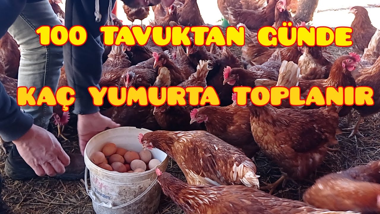 Gezen Tavuk Günde kaç Yumurta Toplanır. 2023. Yumurta toplama videosu.