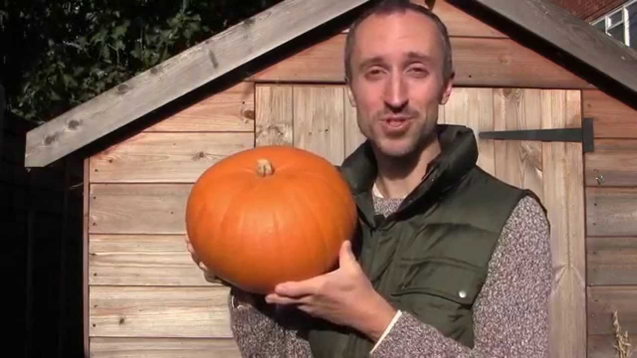 How to Grow, Cure and Store Pumpkins