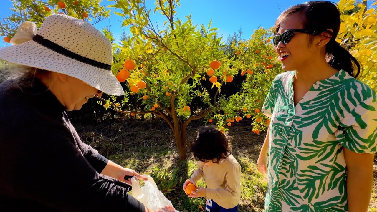 PETIK BUAH 🍊🥑SEPUASNYA di KEBUN ‘NENEK DENMARK’, meninggal umur 100thn di GUNUNG SPANYOL