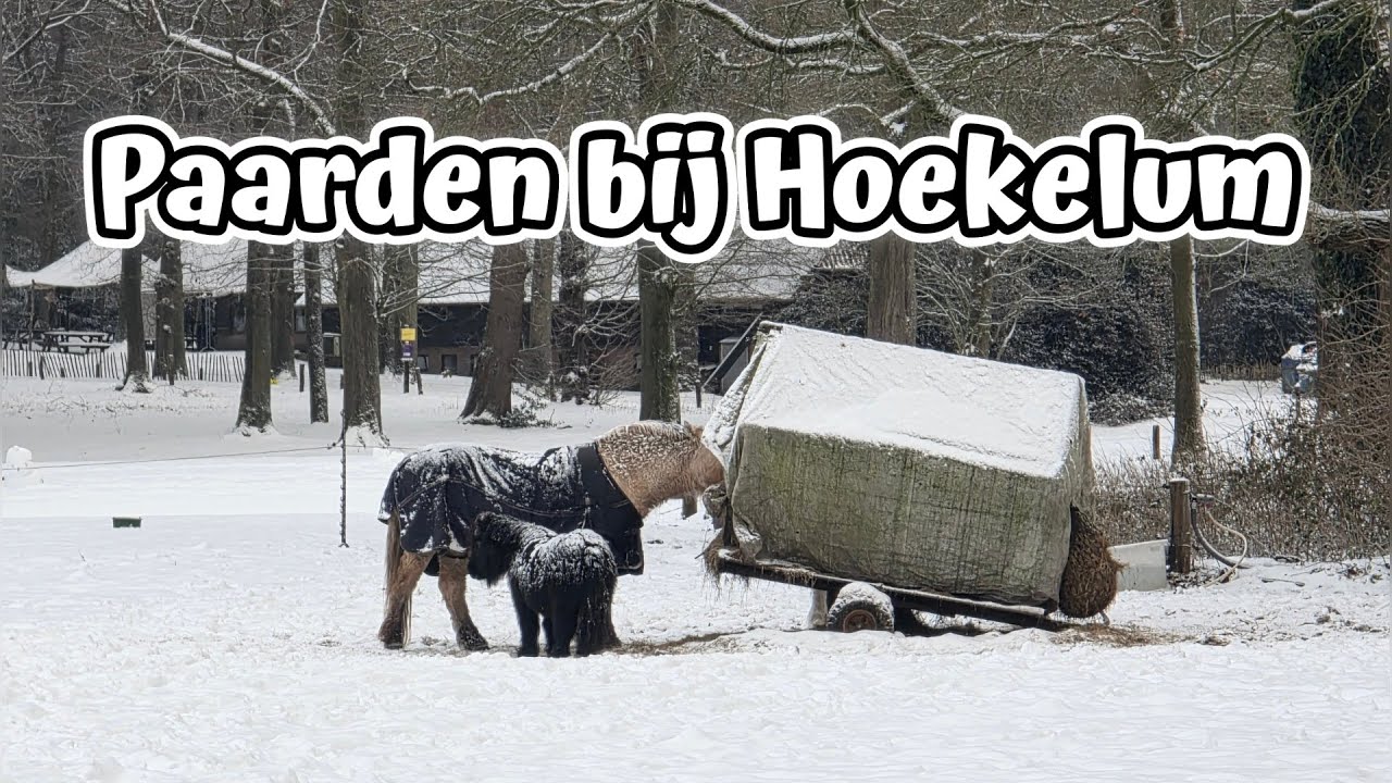 Paarden bij Kasteel Hoekelum in Bennekom - @BennekominBeeld -
