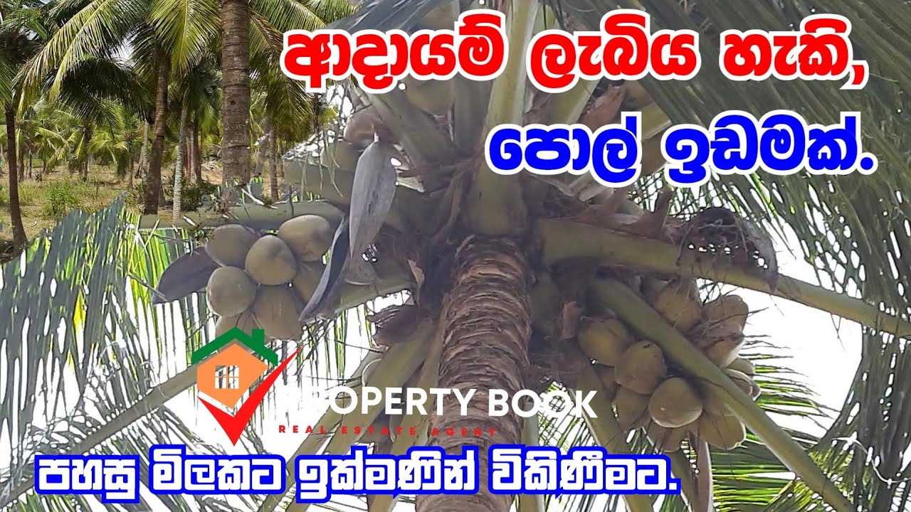 Coconut Land Sale in kuliyapitiya/kuliyapitiya pol idam/kuliyapitiya pol wathu/lankawe pol idam