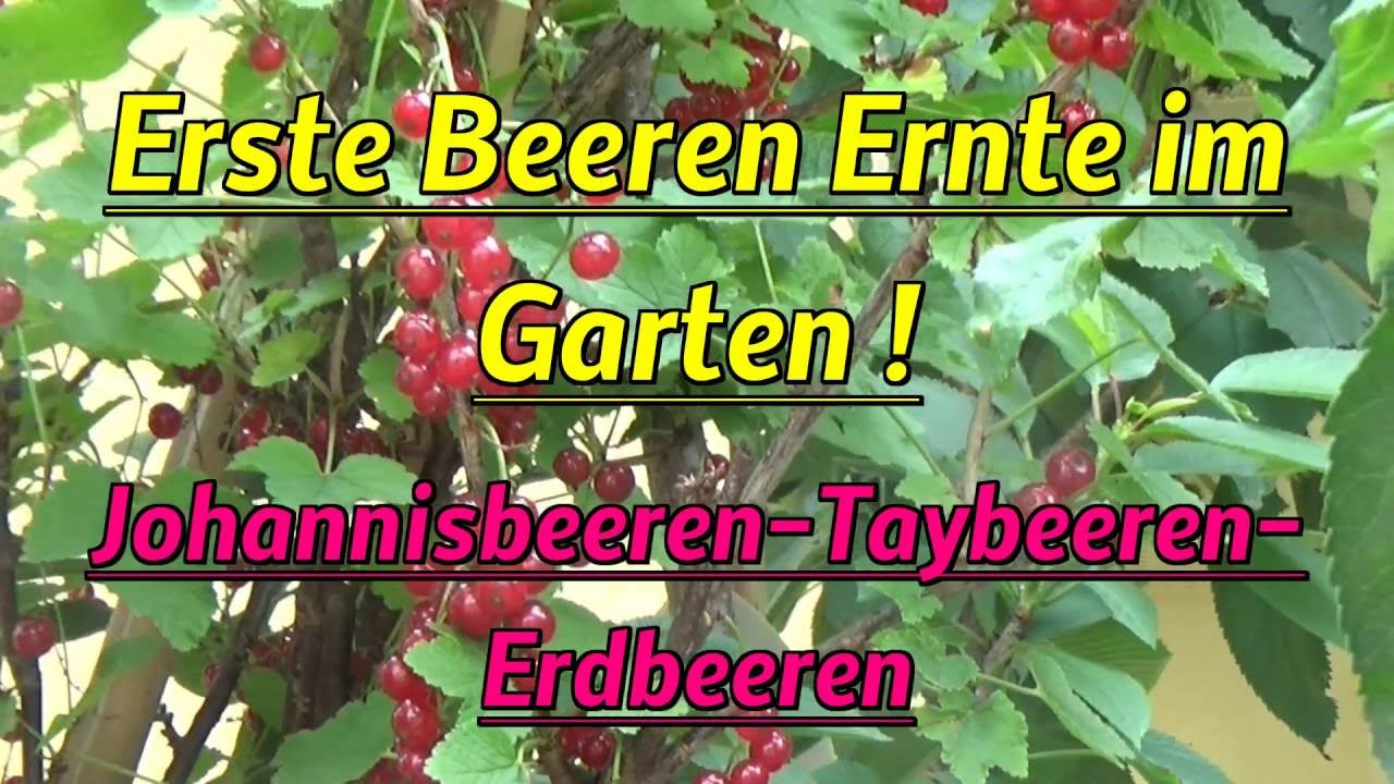 Erste Beerenernte im kleinen Selbstversorger Garten ! Johannisbeeren Taybeeren Erdbeeren