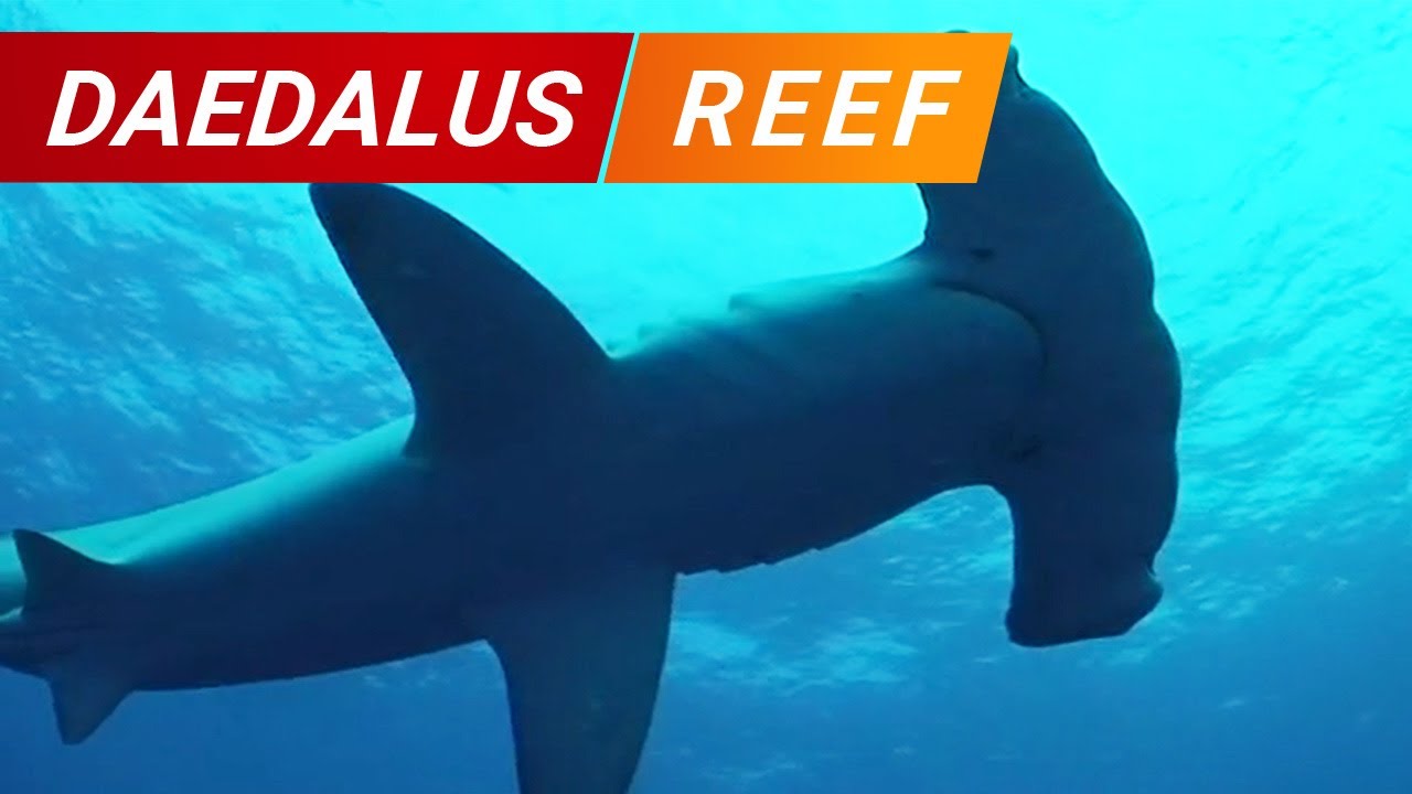 Immersioni Daedalus tra squali martello e delfini