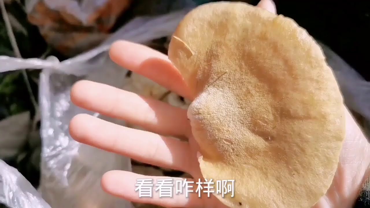 大豐收！刺老芽發現棵倒樹，長滿了凍蘑菇；刺老芽看中個70平平房，賣1萬你們覺得怎樣？