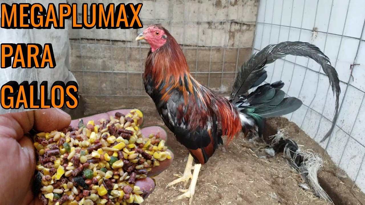 MEGAPLUMAX PARA GALLOS EN PELECHA | GALLOS Y RANCHOS