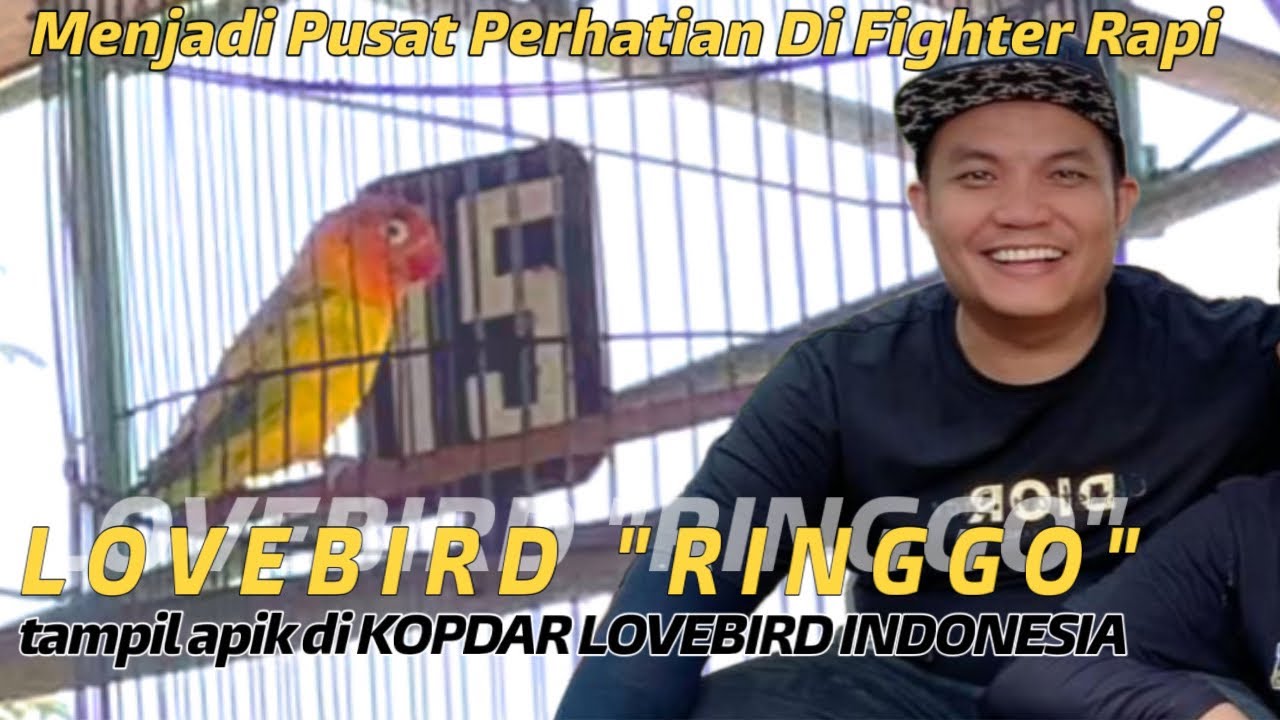 LOVEBIRD RINGGO MENJADI PUSAT PERHATIAN DI KELAS FIGHTER RAPI kopdar lovebird indonesia