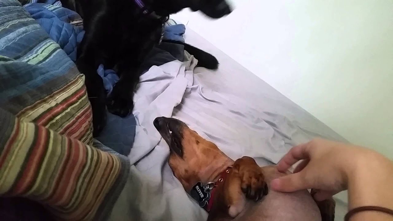 Puppy cuddles in the morning