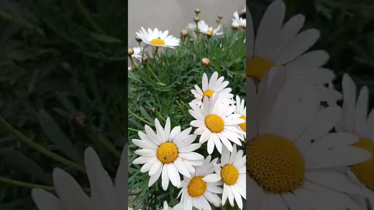 Abşerona yaz gəlib