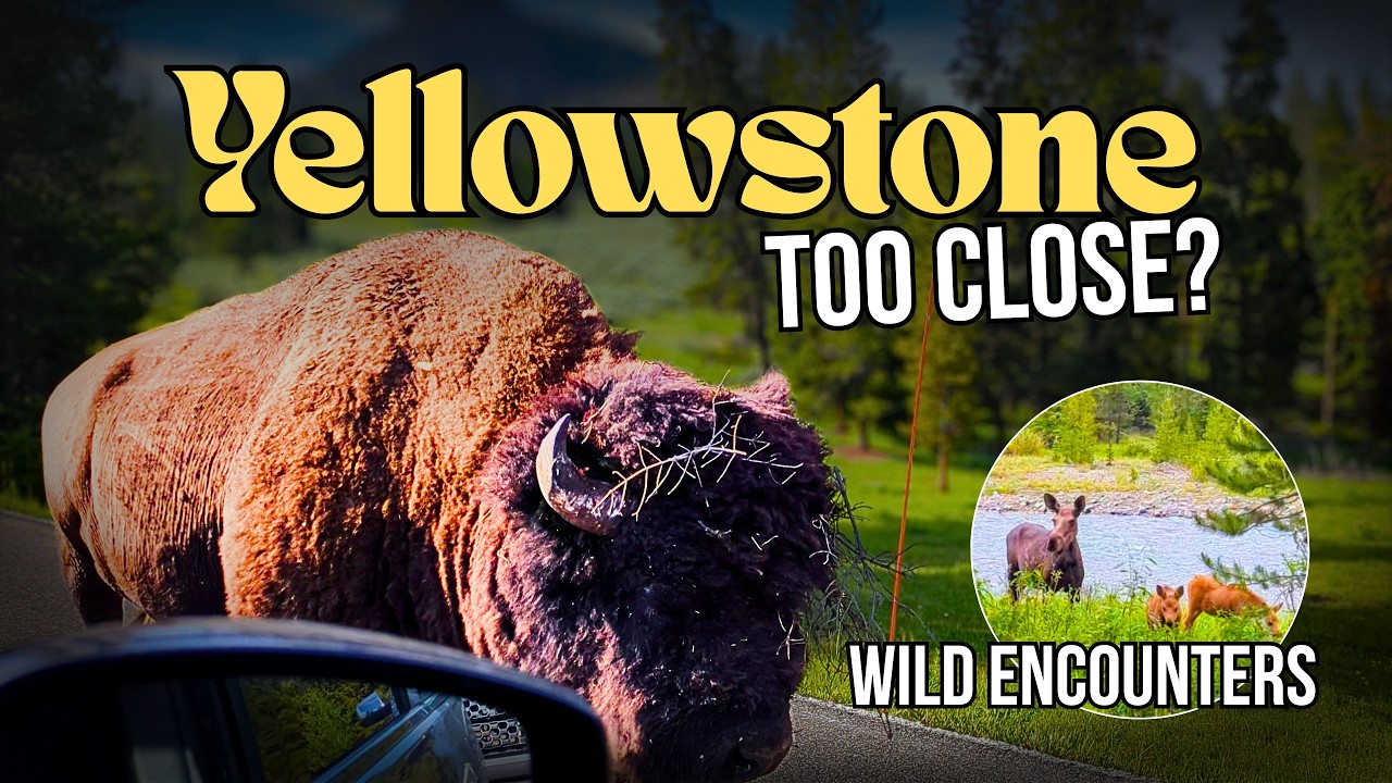 Our Yellowstone Adventure Part 3: Dangerous Bison Encounter & Rare Moose Twins