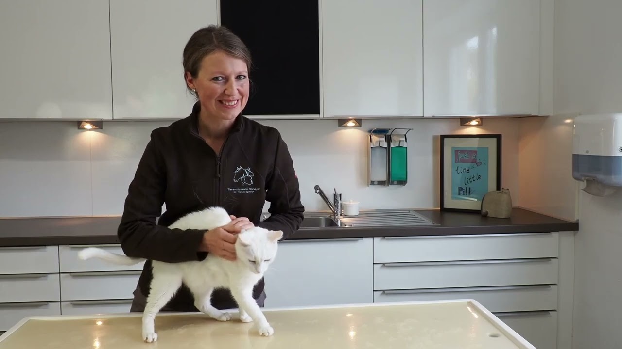 Tabletteneingabe bei der Katze