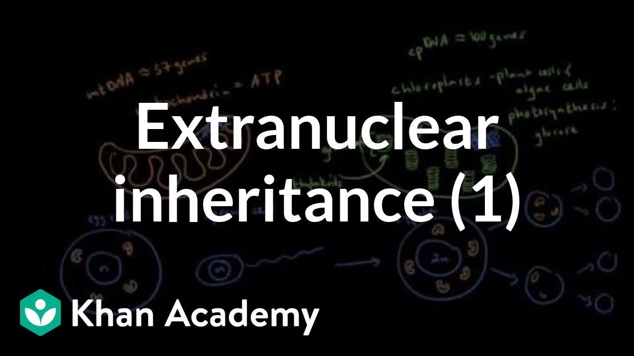 Extranuclear inheritance 1 | Biomolecules | MCAT | Khan Academy