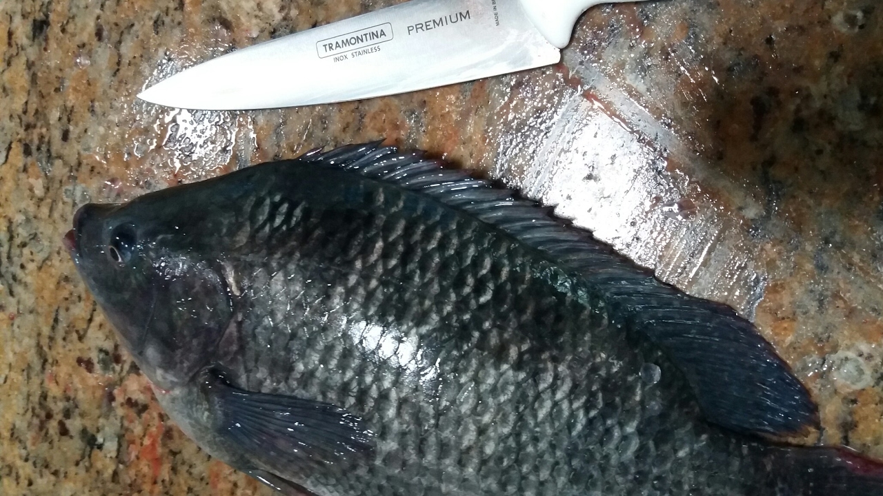 Tilápia, aprenda a filetar super fácil!