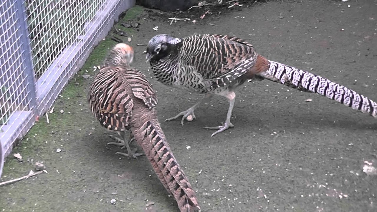 Pheasant Vs Peanut @ Pheasantasiam (Large Aviary)