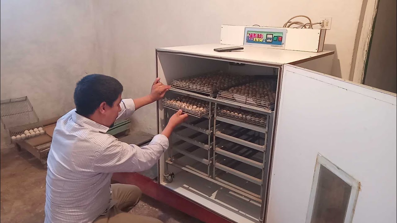 اليوم جديد في مشروع مزارع المغرب الحمد لله ثم وضع البيض السمان في الفقاسة 🐤🐣🐣🐥🐥