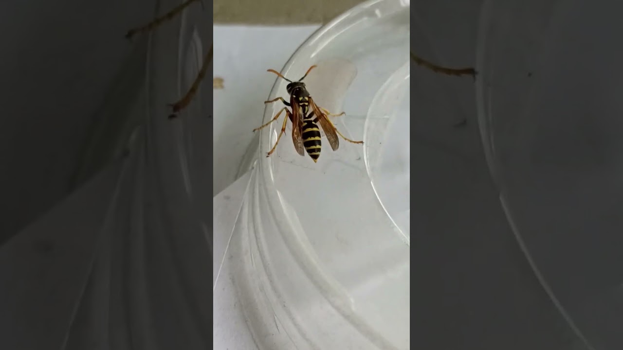 Wasp in the house.