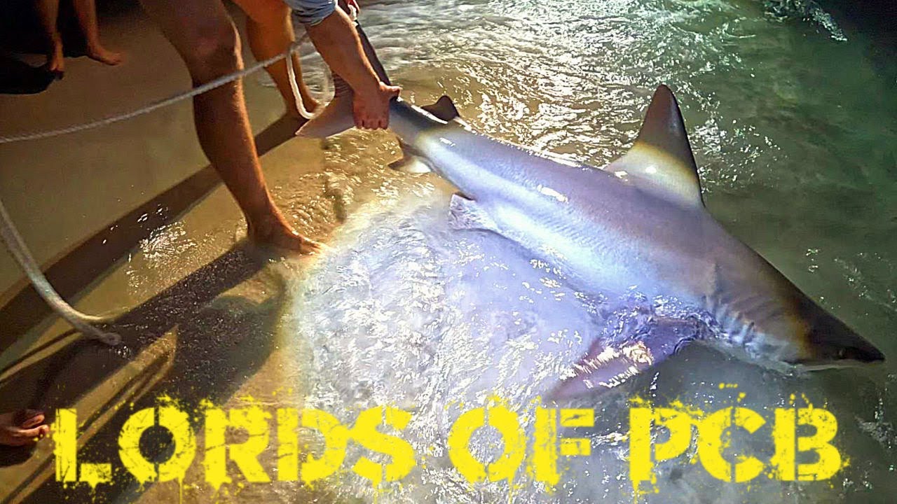 2 Huge Sharks from the Beach! Sandbar Shark Fishing Battle in Panama City Beach | Lords of PCB