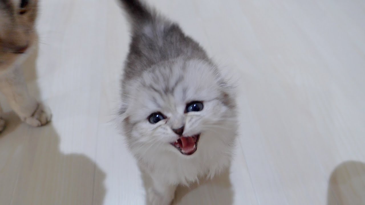 ``Еды пока нет! ? Котёнок, который громко мяукает и просит еды, такой милый!