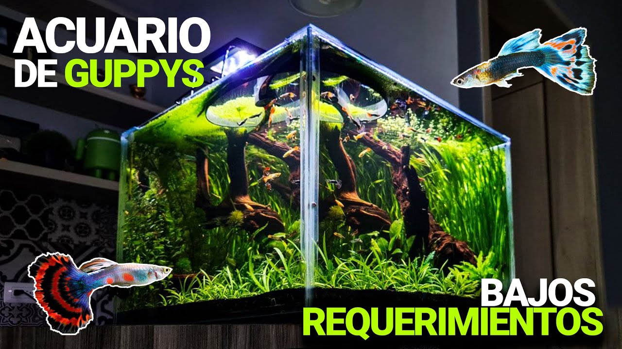 CRIAMOS 3 ESPECIES DISTINTAS en este ACUARIO | Actualización del plantado con Guppys