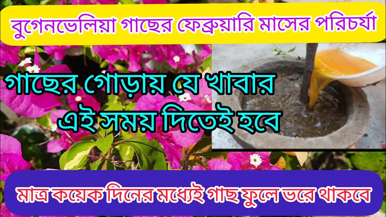 বোগেনভেলিয়া গাছের মাটিতে এই খাবার মাত্র একবার দিয়ে দেখুন | Bougainvillea plant care in Bengali 