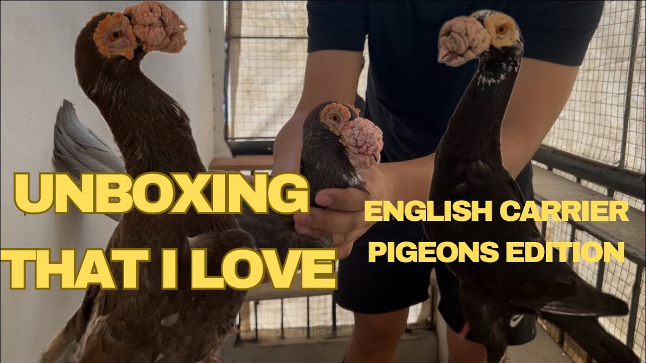 The Kind of Unboxing I Love – English Carrier Pigeons Edition