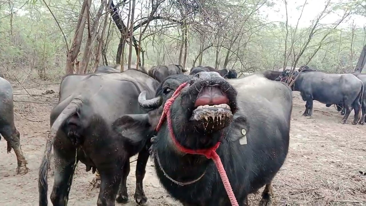 Yadav dairy farm 