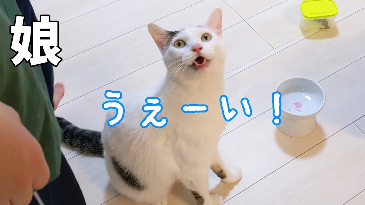 娘が夜ご飯当番のときの猫たちがこちらです