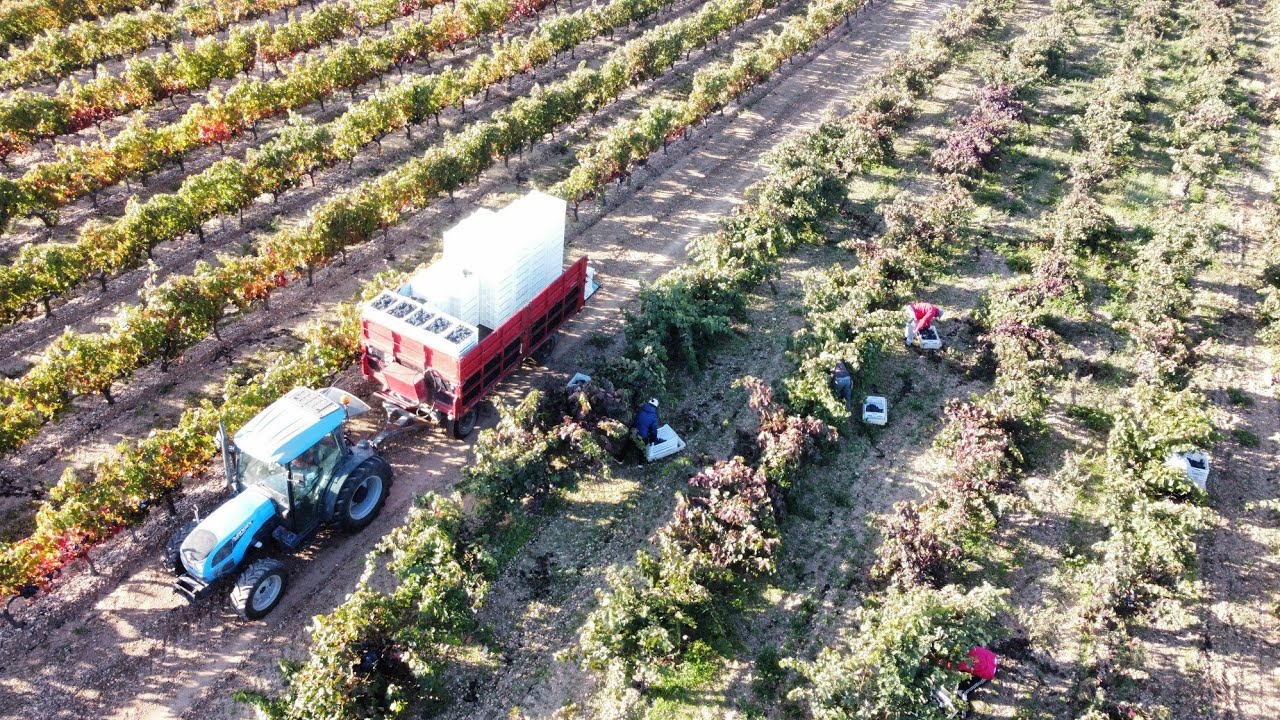 Así suena un día de vendimia en la Ribera del Duero  - Moradillo de Roa
