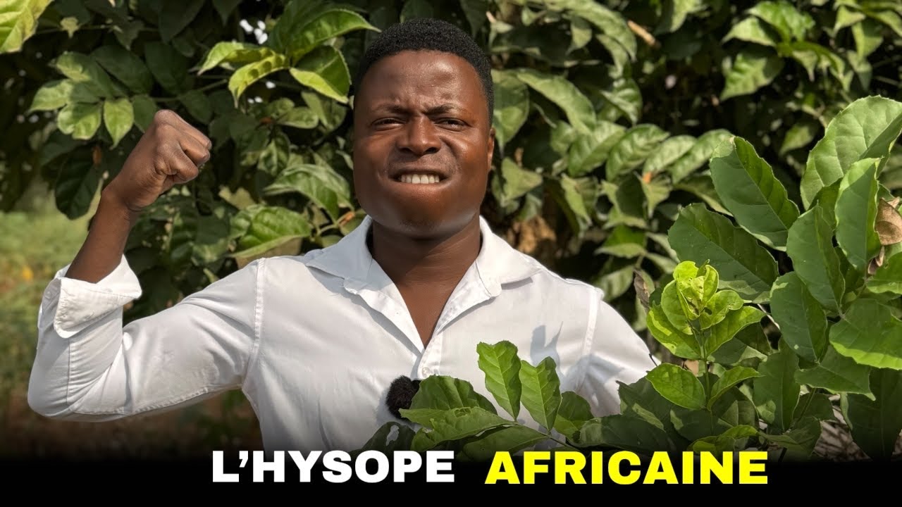 Connaissez-vous l’utilité du Newbouldia laevis (ou hysope africaine)?