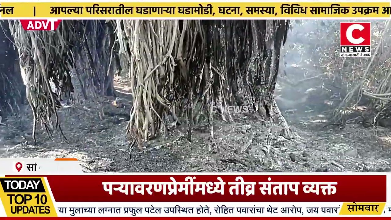 वडाच्या दोन डेरेदार झाडांच्या फांद्या तोडून त्यांना जाळण्याचा घाणेरडा प्रकार..Iसी न्यूज