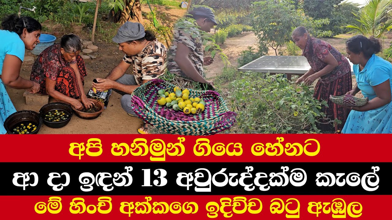 අපි හනිමුන් ගියෙ හේනට | 13 අවුරුද්දක්ම කැලේ | මෙන්න කැලේ සුපිරිම ආදර කතාව