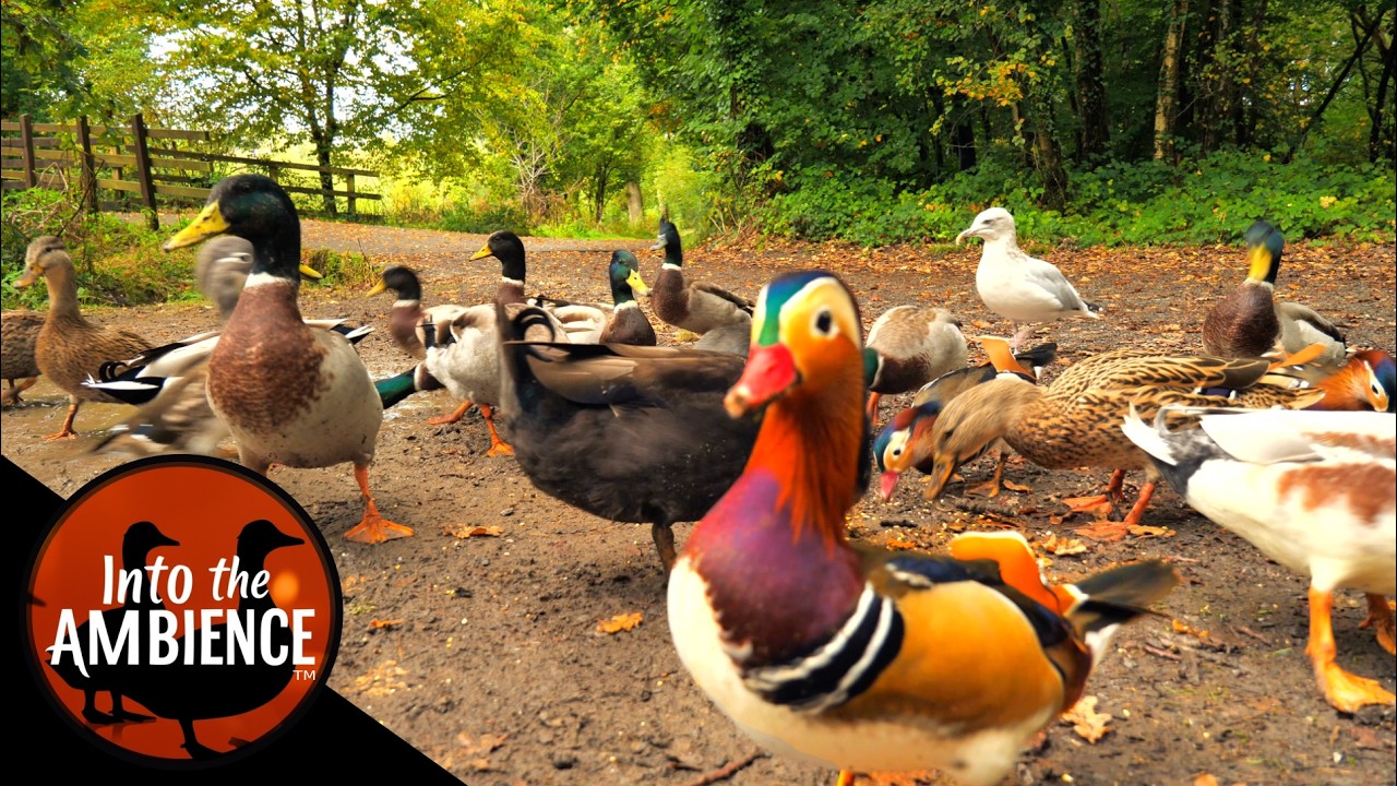 Adorable Ducks Feeding by the Lake - Nature Relaxation Video - 4K - No Music
