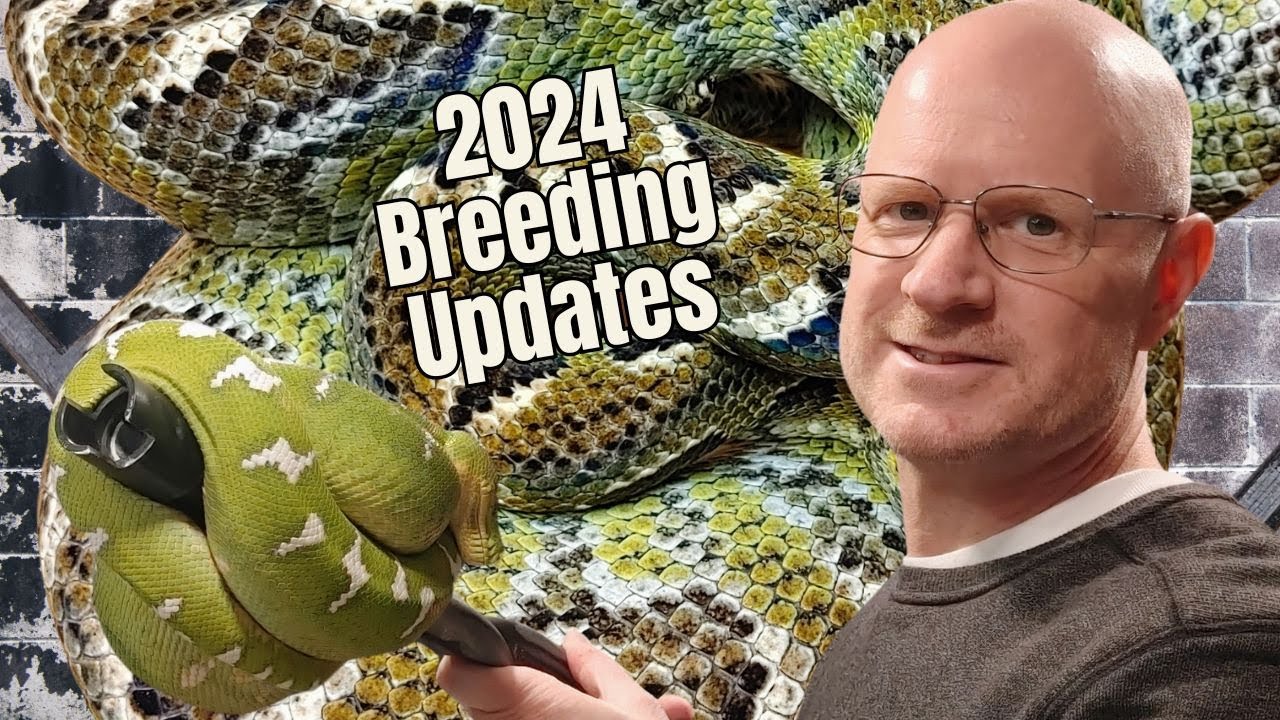 Top 5 Laziest Ways Reptile Show Vendors Fail & 2024 Breeding Update
