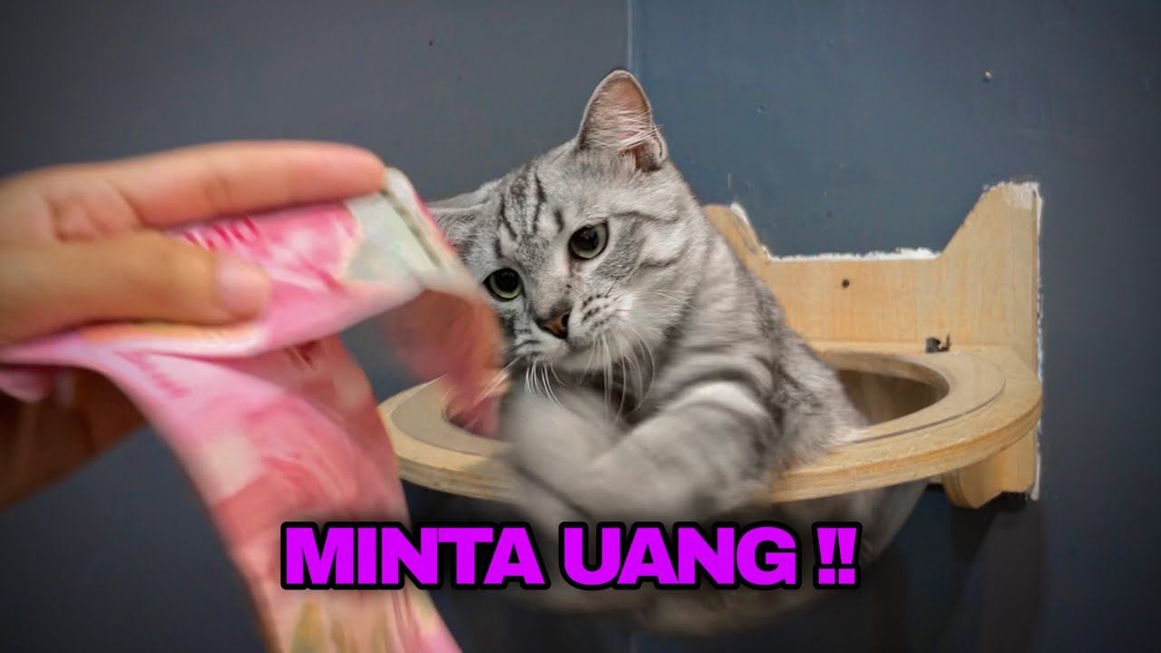 COBAIN BARANG ANEH KE KUCING.. NOMOR 5 BIKIN TERCENGANG