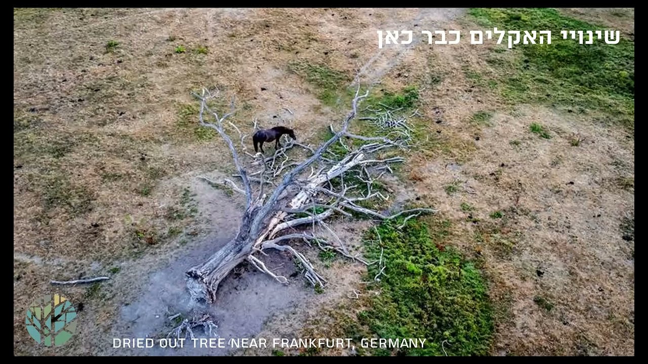 מרחב המחייה של עצים בסביבה בנויה - שחר צור