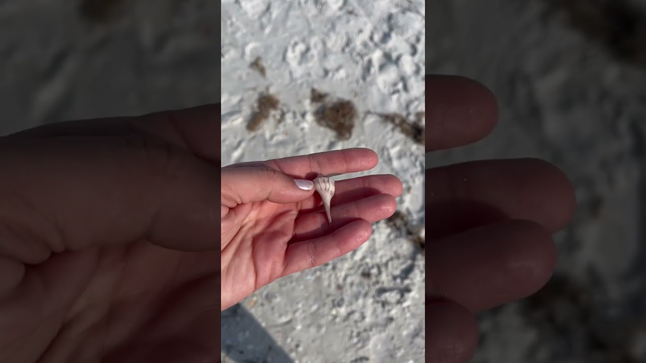 Shelling Florida&rsquo;s Honeymoon Beach #florida #seashells #shelling #beachcombing #momlife #beaches
